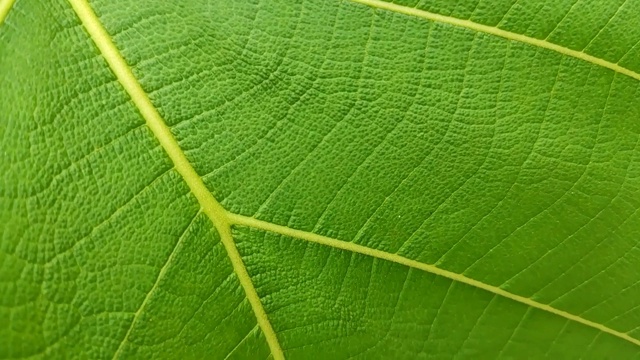近距离微距聚焦在一片绿色柚木叶子上。视频素材
