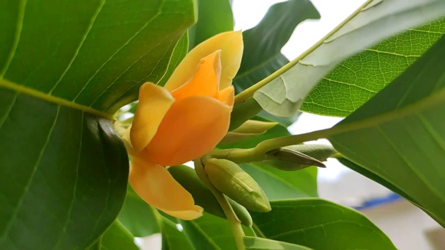 黄橙色的champak(玉兰champaca)花盛开。春天的花。背景视频下载