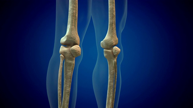 膝盖人体解剖学视频素材