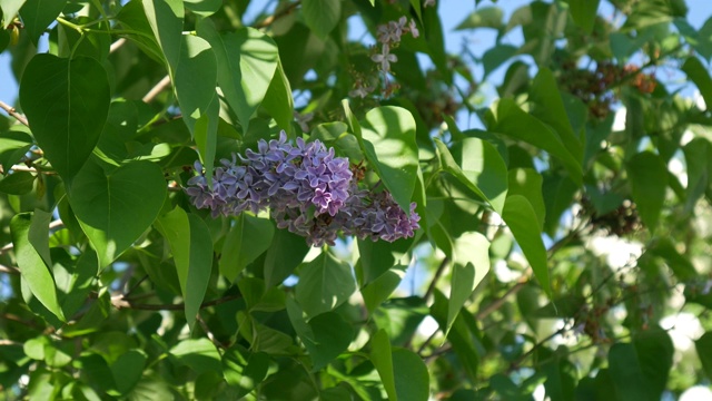紫丁香枝，紫丁香灌木，具绿叶，花卉自然季节性时髦背景。五月盛开的紫色紫丁香视频素材