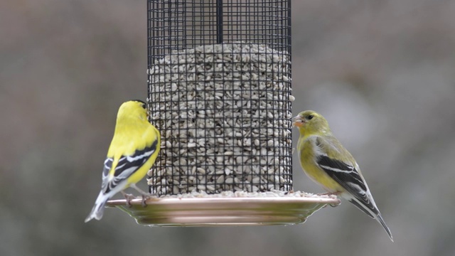 雌性金翅雀和雄性金翅雀一起视频素材