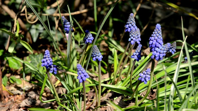 野蜜蜂在蓝色的风信子花在春天视频素材