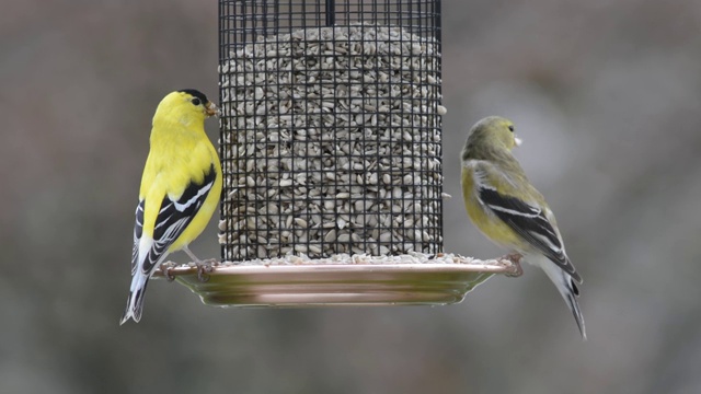 雄性和雌性金翅雀正在进食视频素材