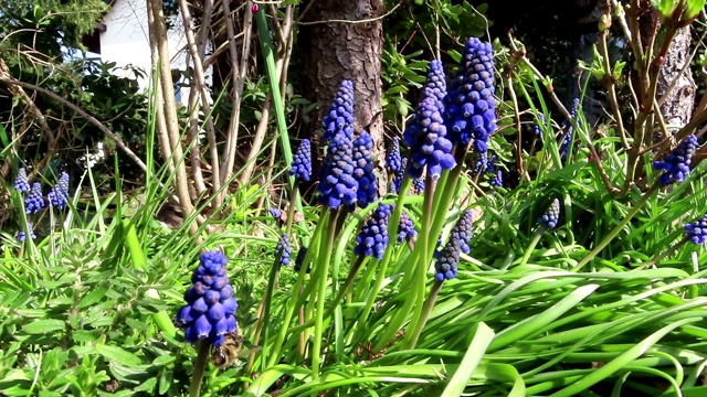 春天，蜜蜂在蓝色的风信子上开花。视频素材