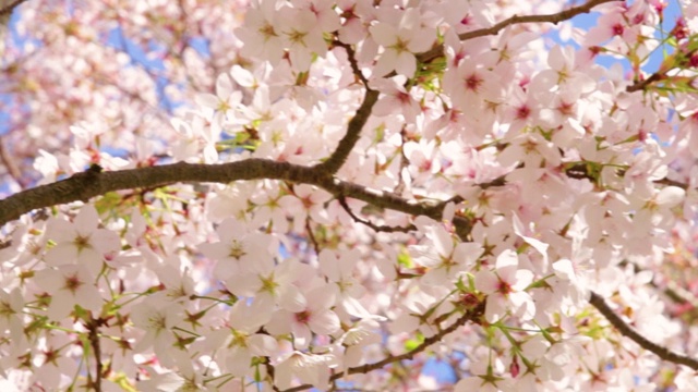 樱花的树。鲜艳的粉红色樱花在春天盛开。美丽的樱花。视频素材