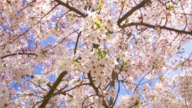 樱花的树。鲜艳的粉红色樱花在春天盛开。美丽的樱花。视频素材