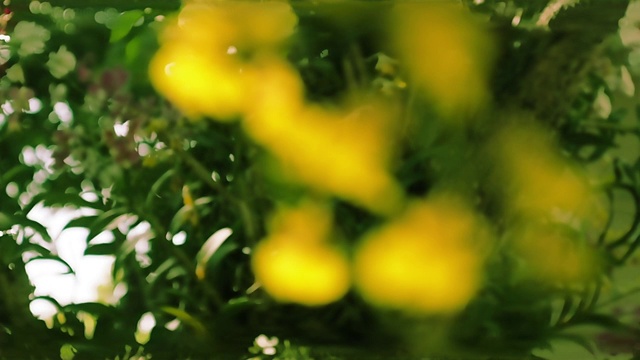 移焦拍摄的黄兰——小文心兰在大自然中模糊了绿色的自然散景背景。夏天的背景。一束鲜花，自然的背景，绿色的散景。视频下载