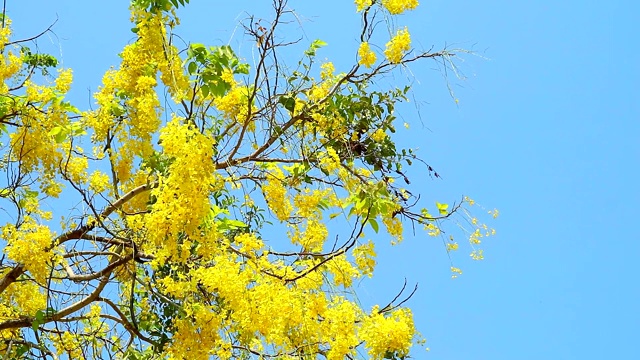 金雨或决明子瘘管花束黄花盛开在蓝天视频素材