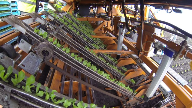 在农场里用机器种植生菜视频下载