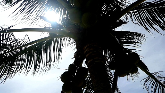 椰子叶在风中飘扬视频下载