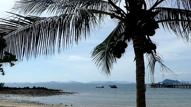 海边有棵椰子树视频下载