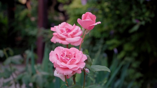 花园里盛开着三朵美丽的粉红色玫瑰视频下载