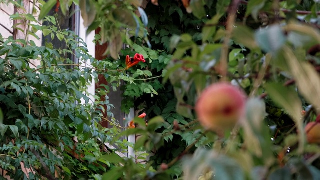 窗外一棵绿油油的树上长着美味的桃子视频下载