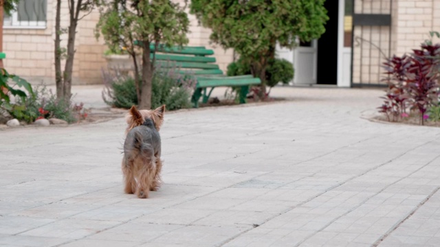 有趣的狗围着房子的院子跑视频下载