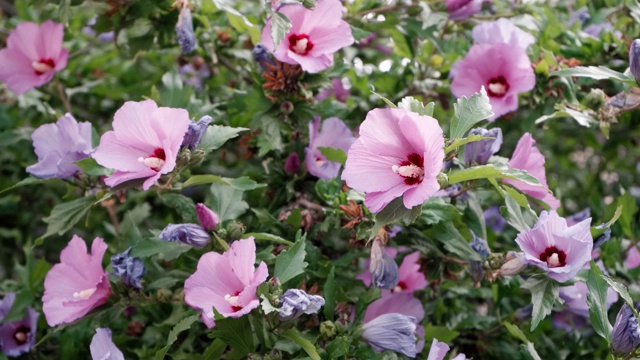 花园里长着美丽的粉红色的类似风信子的花视频下载