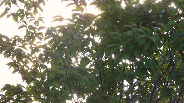 4K:透过树枝的阳光视频素材