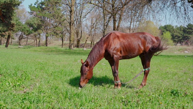 一匹马在草地上吃草视频素材