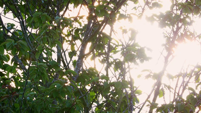 4K:透过树枝的阳光视频素材