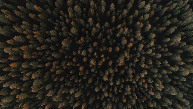 空中拍摄上升，同时俯瞰森林，贝卢诺，意大利视频素材