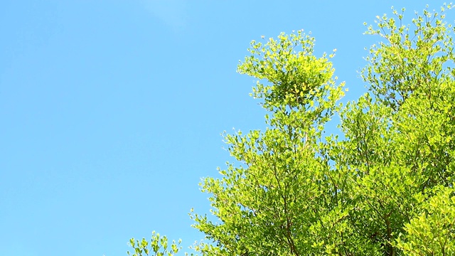 树叶带着阳光视频素材