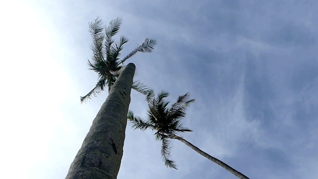 椰子树在风中飘扬视频下载