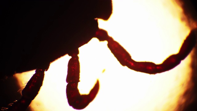 显微镜下，边缘革螨在光斑处移动爪子视频下载