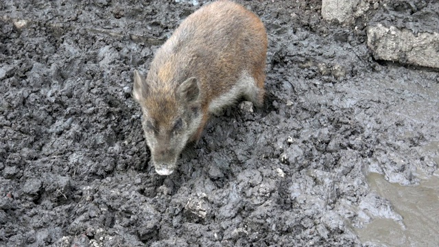 野猪宝宝在泥里寻找食物视频素材