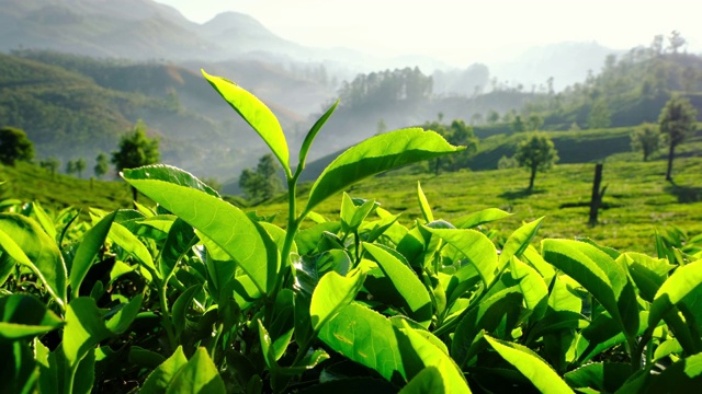 印度喀拉拉邦穆纳尔茶园的新鲜绿茶叶子。视频素材