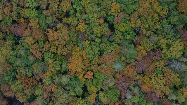 鸟瞰图美妙的叶树正在改变颜色从阳光在秋天视频素材