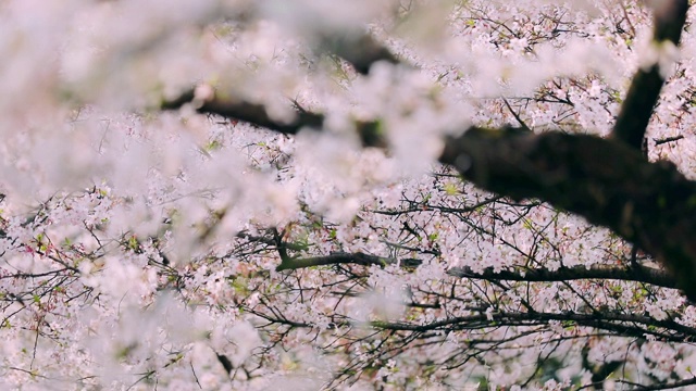樱花落花的慢镜头视频下载