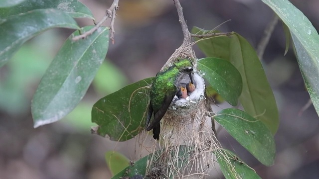 古巴祖母绿蜂鸟在巢中喂养雏鸟视频下载