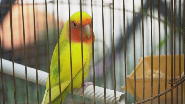鸟笼里美丽的鹦鹉，动物园里吵闹好玩的长尾小鹦鹉，可爱聪明，宠物友好，4k视频。视频下载
