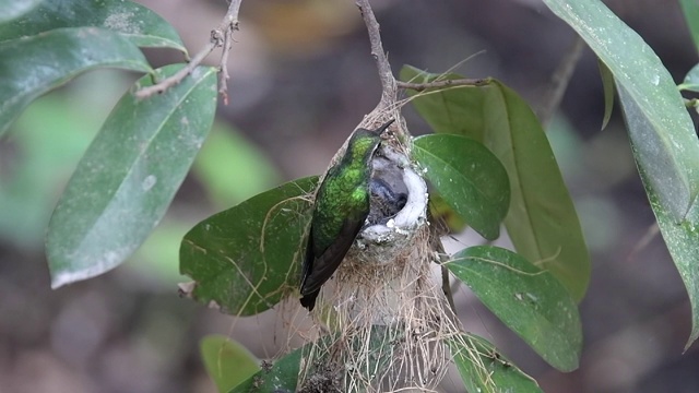 巢中的古巴祖母绿蜂鸟视频下载