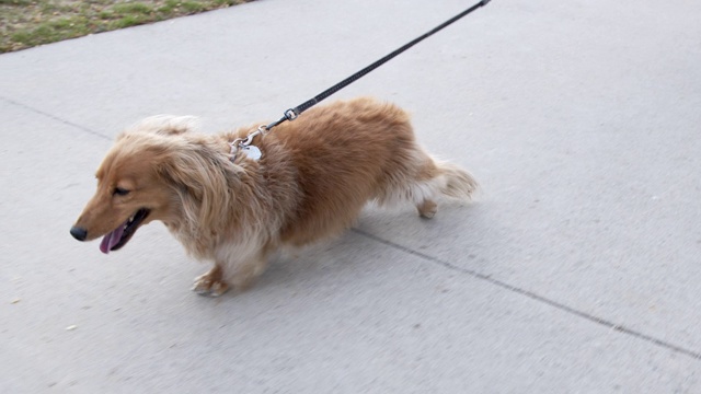 手持式移动拍摄一个可爱的毛茸茸的长毛腊肠家庭狗在春天户外视频下载