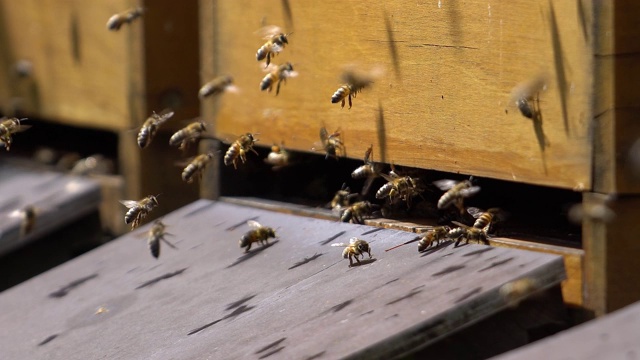 飞蜂在蜂箱前的特写镜头视频素材