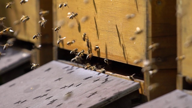 飞蜂在蜂箱前的特写镜头。慢动作视频素材