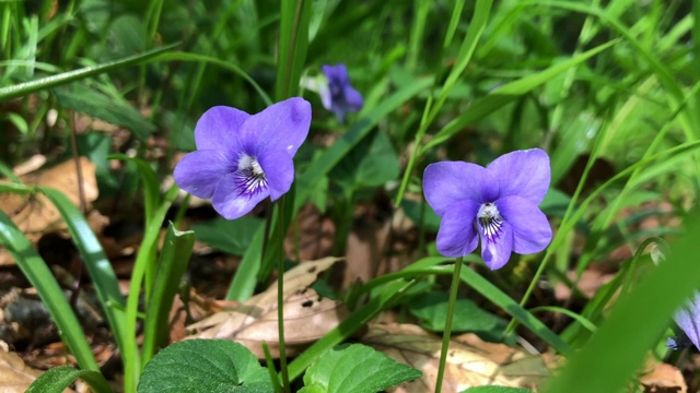 法国春天的森林里生长着两株野生紫罗兰视频素材