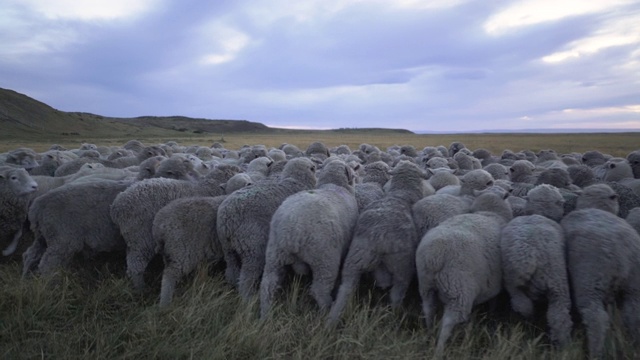 一对年轻的牧羊场主在走动着他们的羊群视频素材