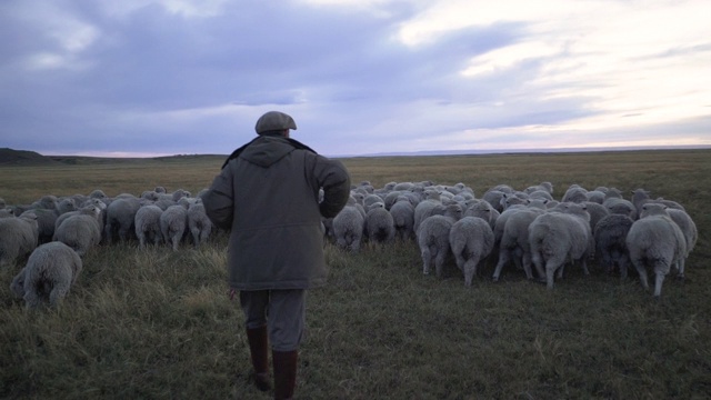 一个年轻的牧羊人吹着口哨驱赶着一群羊视频素材
