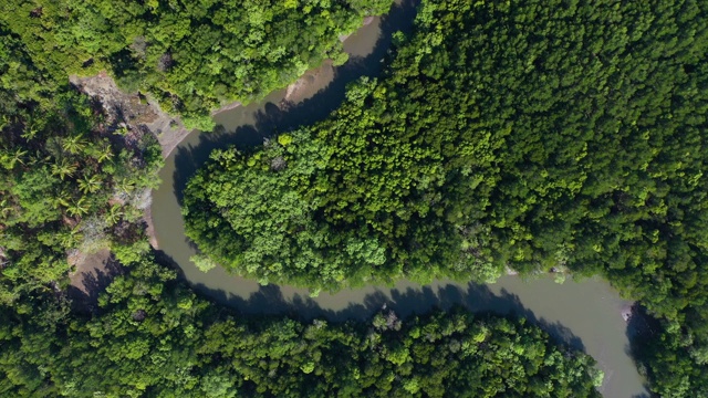 俯视图热带雨林和s曲线河视频下载
