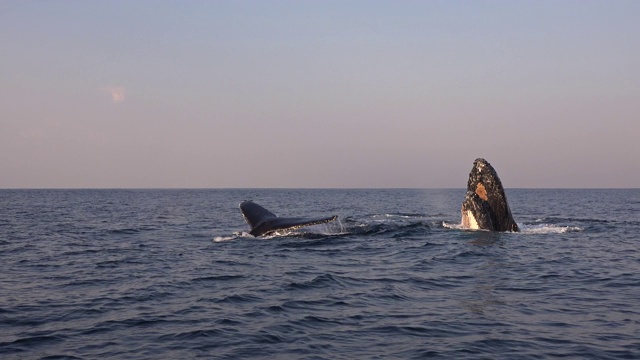 四头座头鲸在清晨旅行，其中两只跳着看摄像机。这些鲸鱼每年冬季沿着南非东海岸向北迁移到温暖水域时拍摄的镜头。视频素材