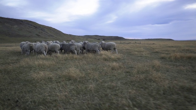 一个年轻的牧羊人吹着口哨驱赶着一群羊视频素材