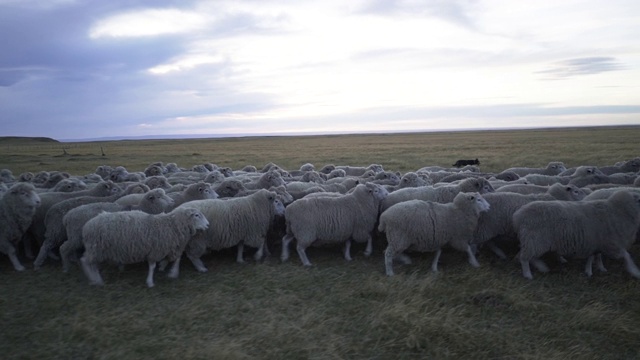 一对年轻的牧羊场主在走动着他们的羊群视频素材