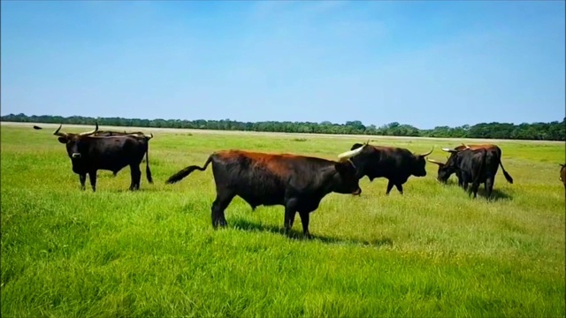 匈牙利Hortobagy的野牛群视频下载