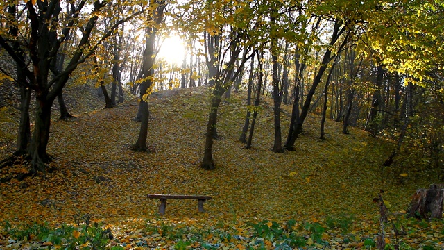 秋天的公园有阳光和落叶视频素材