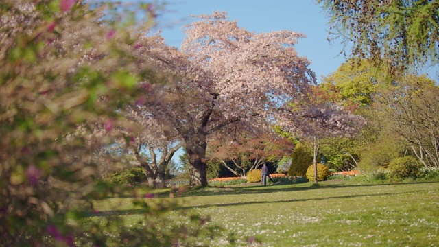 公园里的樱花树视频下载