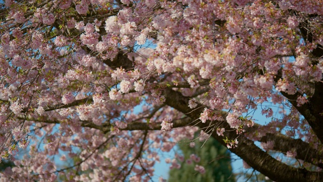 风中的樱花树视频下载