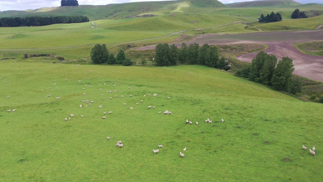 (1/6)一群羊在绿色农场吃草，49国道，奥哈昆，新西兰视频下载