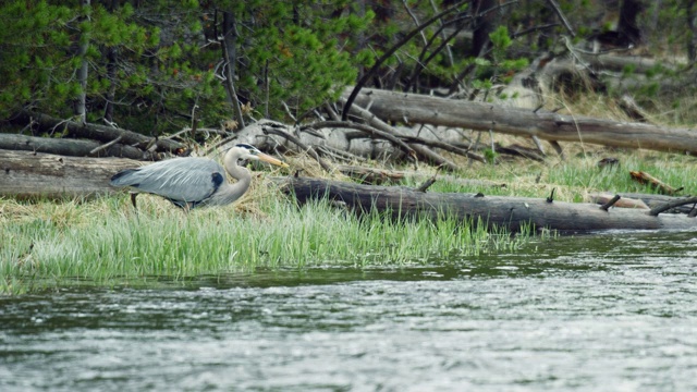 编辑一只苍鹭在河边钓鱼和散步视频下载