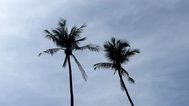 椰子树在风中飘扬视频下载